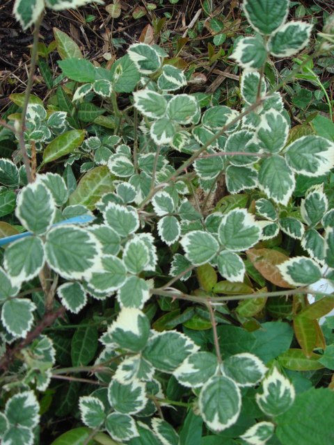 Rubus microphyllus 'Variegatus' P18 (2)
